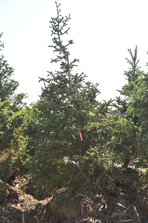 Black Hills Spruce, 8' Tall