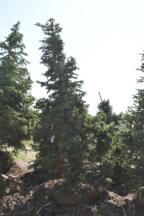 Black Hills Spruce, 9' Tall