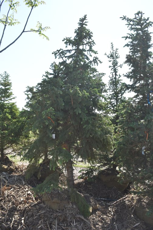 Black Hills Spruce 10' Tall