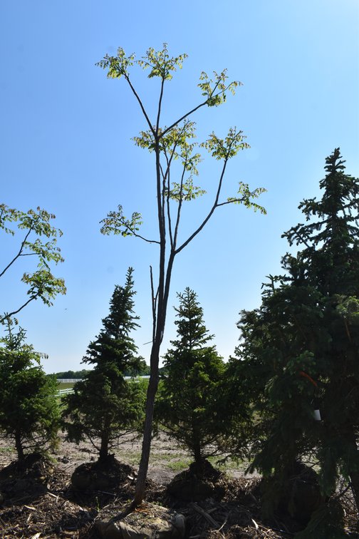 Black Hill & Colorado Spruce Trees, Coffee Tree, Linden American