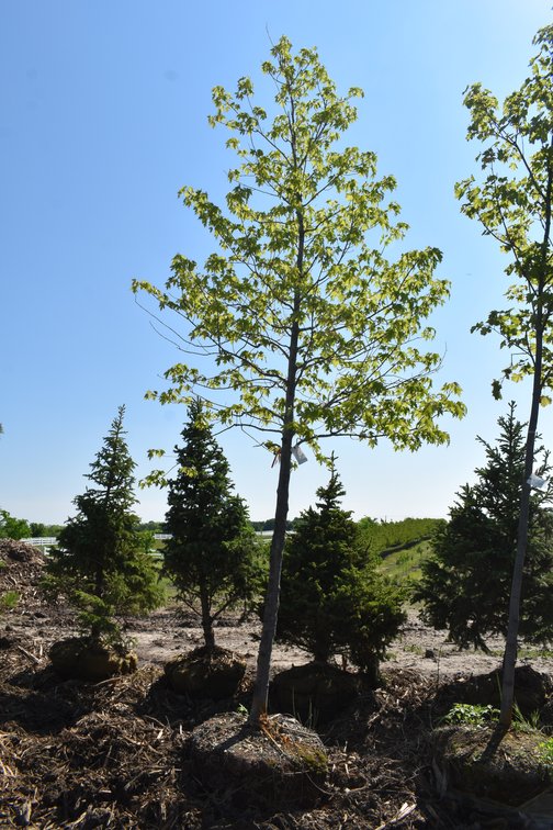 Sienna Maple, 2.5