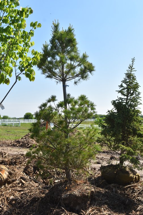 White Pine, 8' Tall