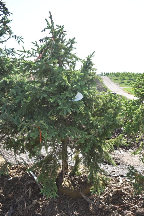 Black Hills Spruce, 6' Tall