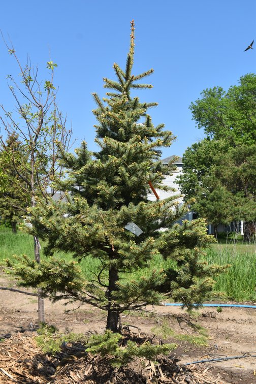 Colorado Spruce, B&B, 7' Tall