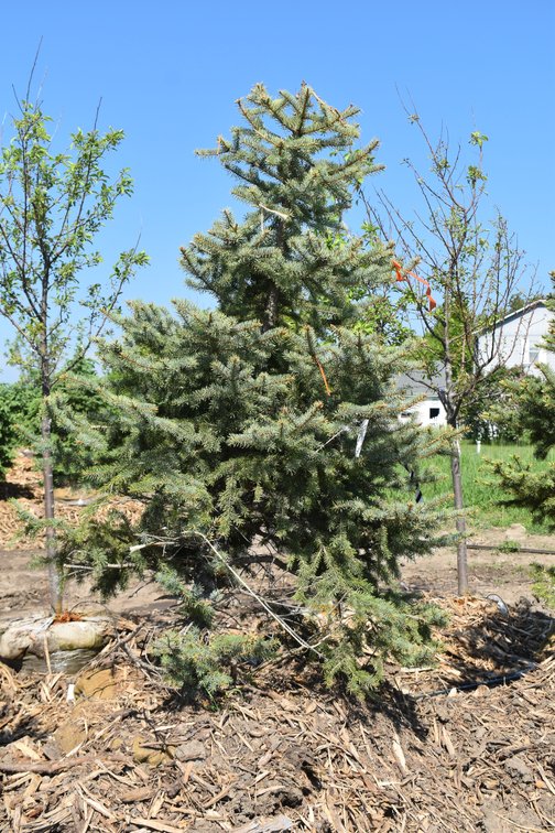 Colorado Spruce, B&B, 6' Tall