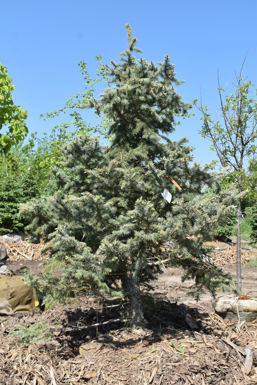 Colorado Spruce, B&B, 9' Tall