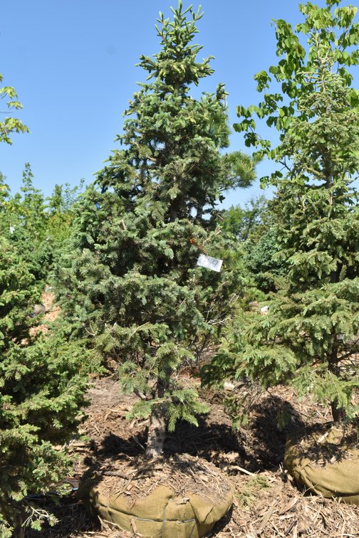 Black Hills Spruce, 7' Tall