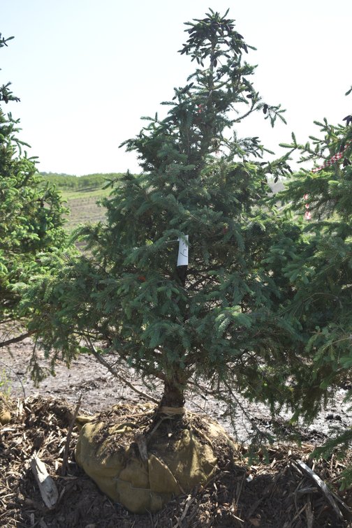 Black Hills Spruce, 6' Tall
