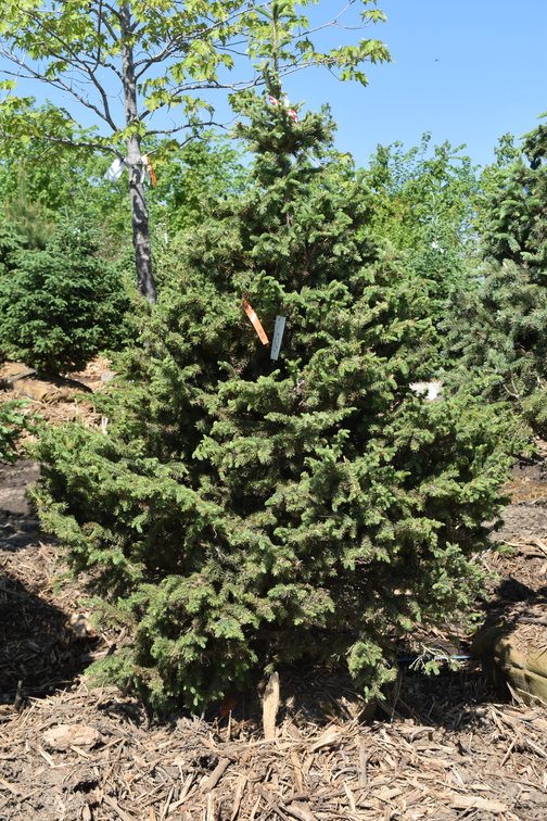 Black Hills Spruce, 6' Tall