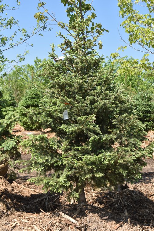 Black Hills Spruce, 7' Tall