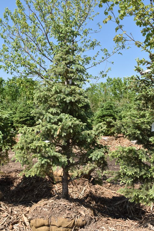 Black Hills Spruce, 7' Tall