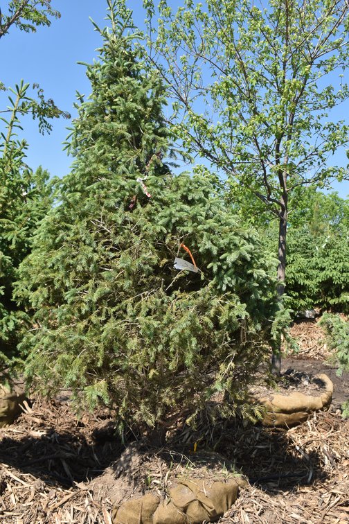 Black Hills Spruce, 8' Tall