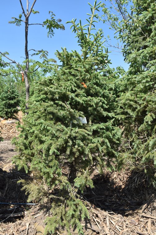 Black Hills Spruce, 6' Tall