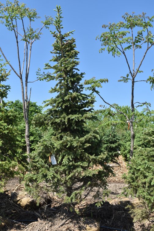 Black Hills Spruce, 8' Tall