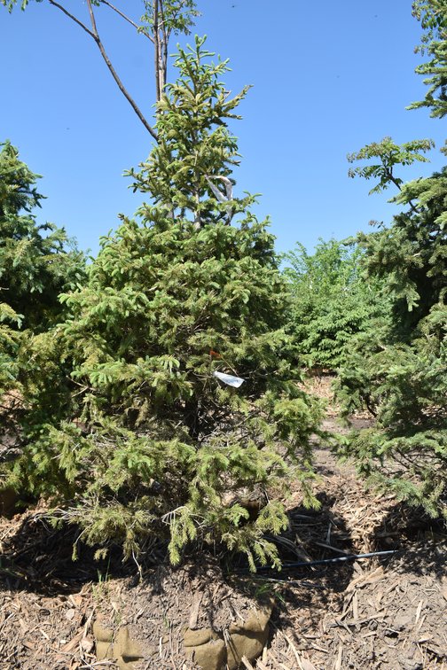 Black Hills Spruce, 6' Tall