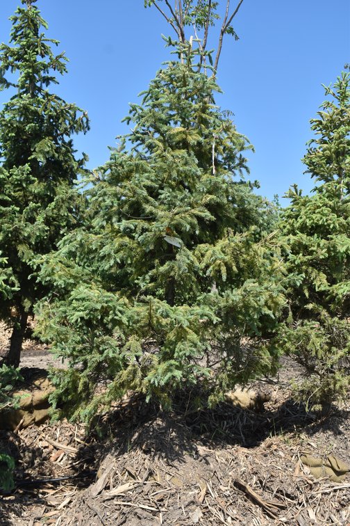 Black Hills Spruce, 6' Tall