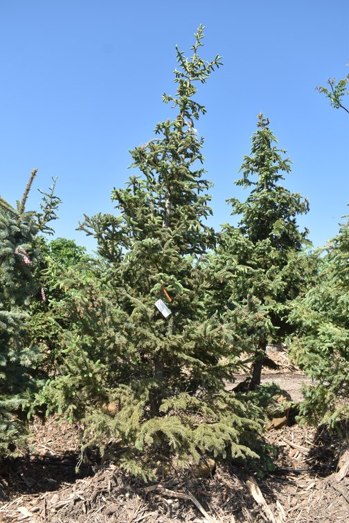 Black Hills Spruce, 10' Tall