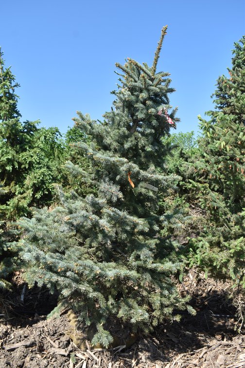 Colorado Spruce, 6' Tall