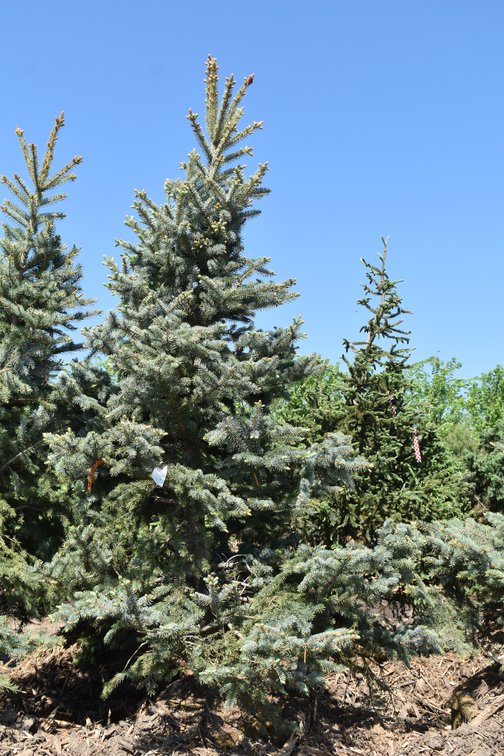 Colorado Spruce, 8' Tall