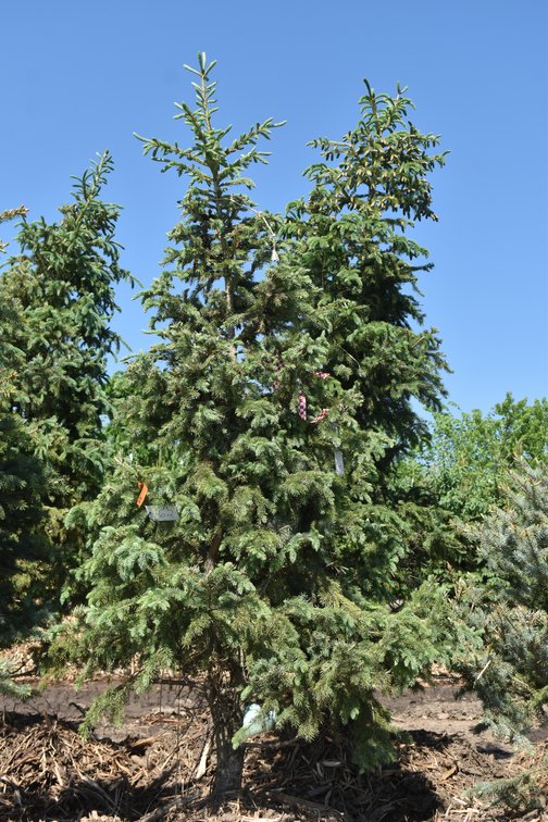Black Hills Spruce, 8' Tall