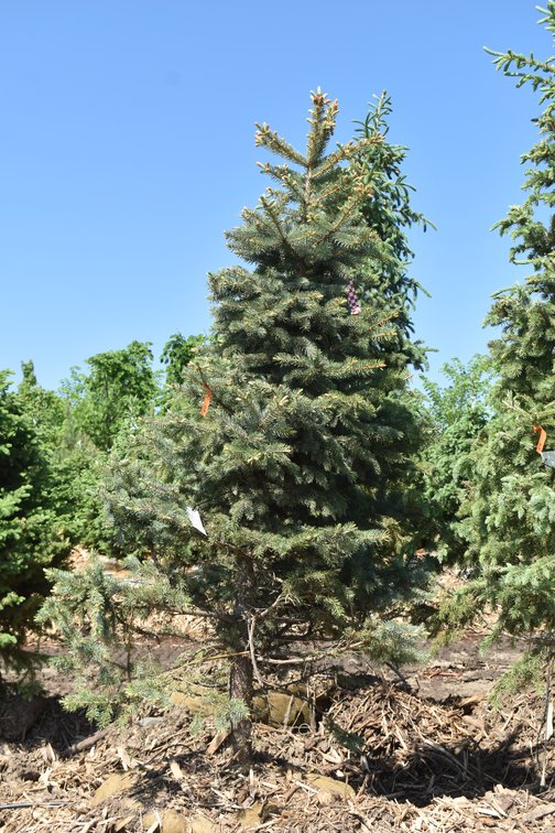 Colorado Spruce, 6' Tall