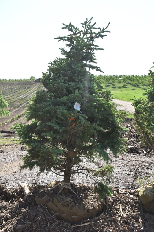 Black Hills Spruce, 6' Tall