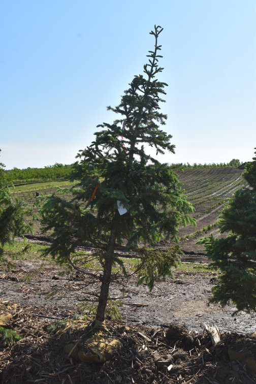 Black Hills Spruce, 7' Tall