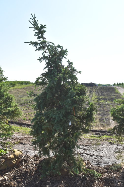 Black Hills Spruce, 8' Tall