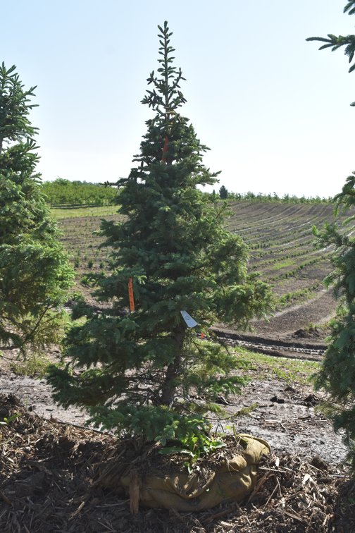 Black Hills Spruce, 6' Tall