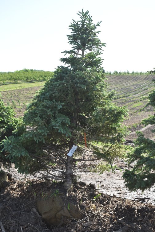 Black Hills Spruce, 6' Tall
