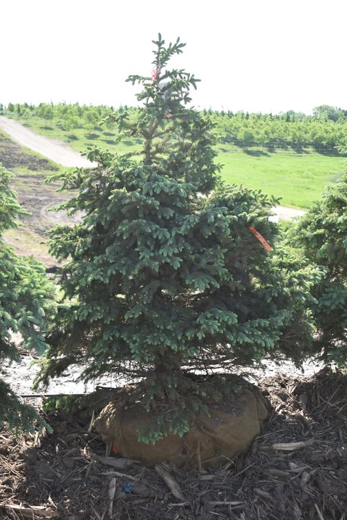 Black Hills Spruce, 6' Tall