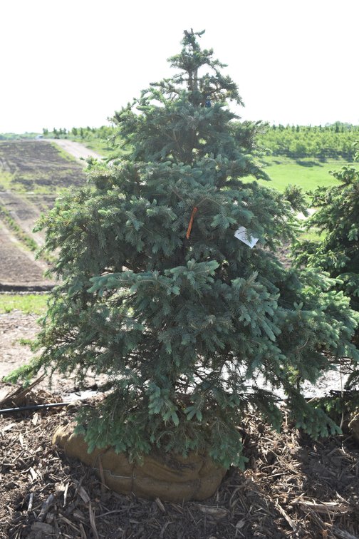 Black Hills Spruce, 6' Tall