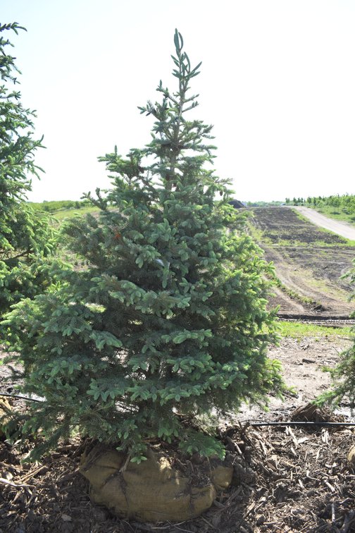 Black Hills Spruce, 6' Tall