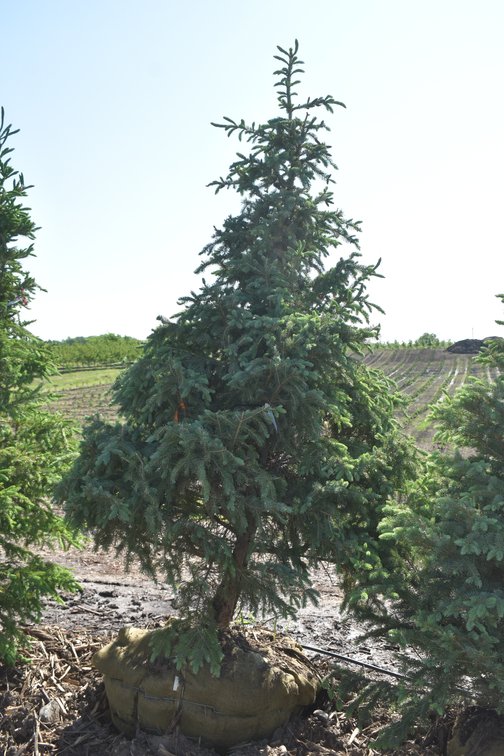 Black Hills Spruce, 7' Tall