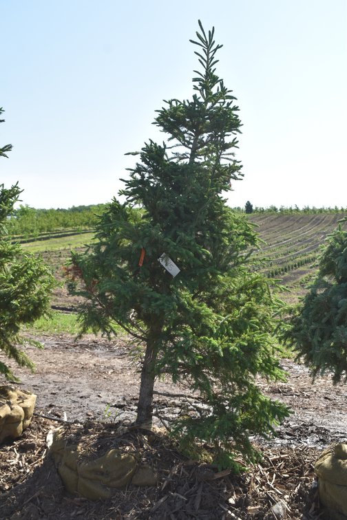 Black Hills Spruce, 7' Tall