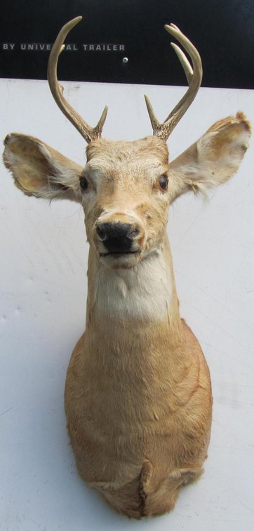 Whitetail Buck Mount