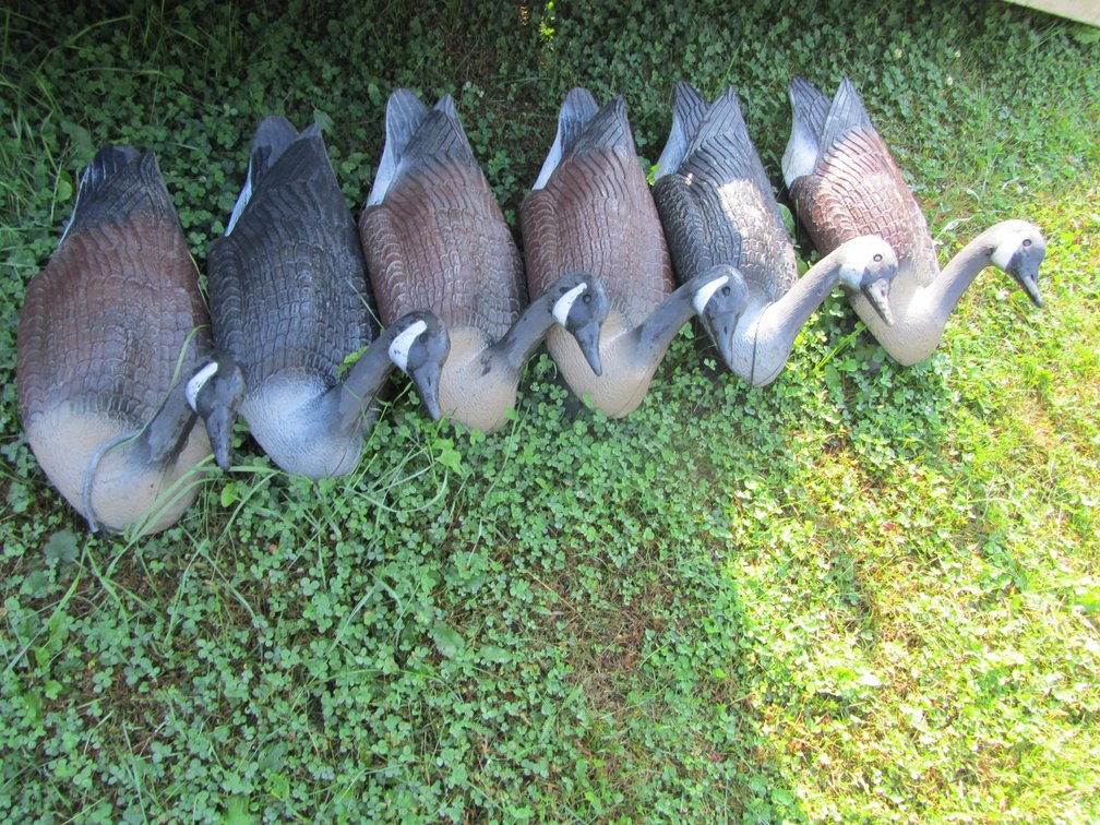 (6) Canadian Goose Floating Decoys