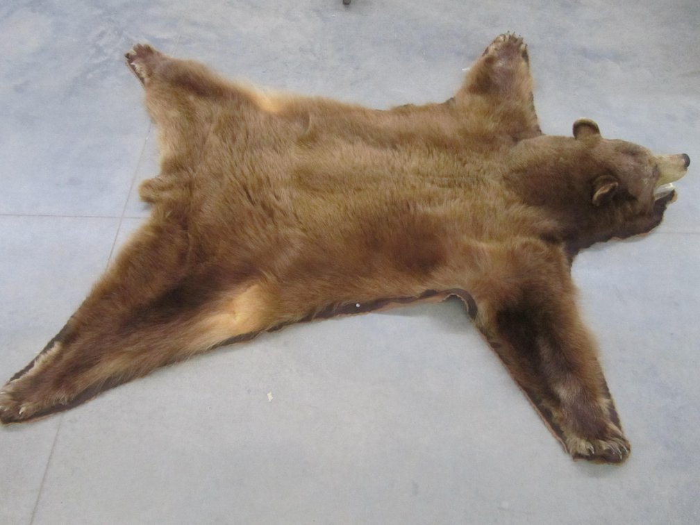Brown Bear Taxidermy
