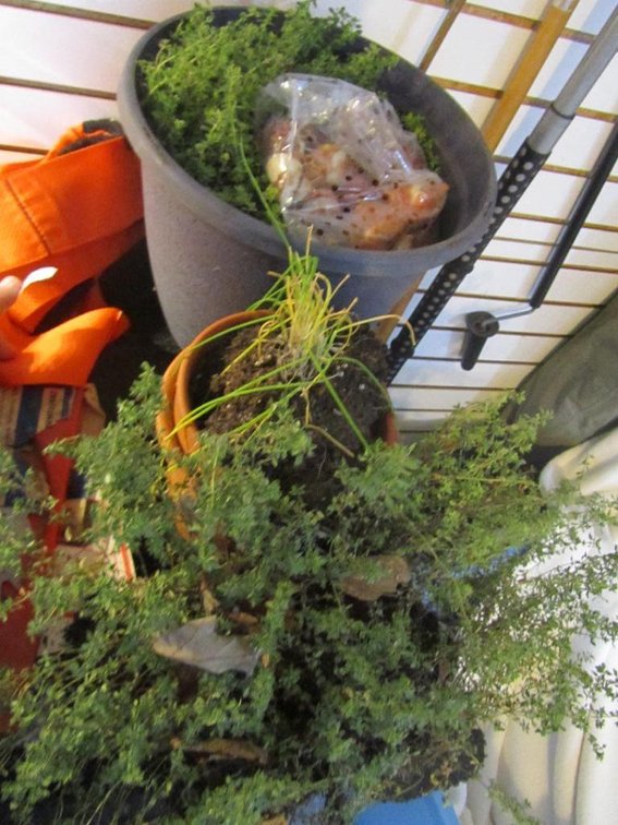 Planters, Bulbs And More
