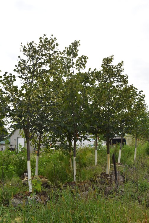 Fall Tree Auction (126678)