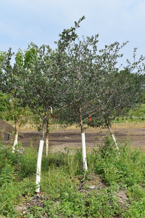 Fall Tree Auction (126678)