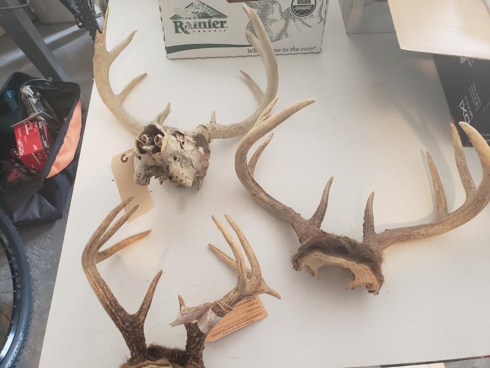(3) Antlers