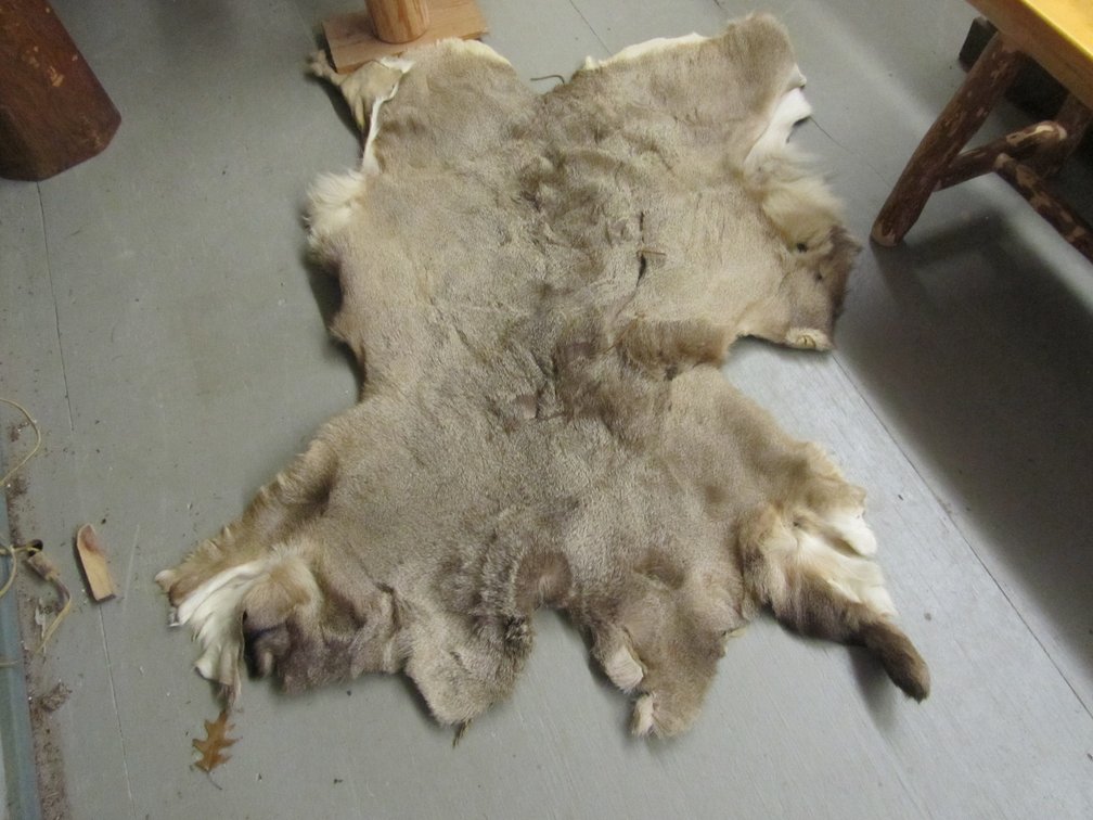 Whitetail Deer Hide