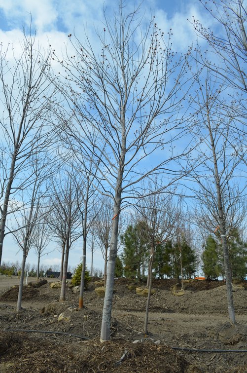 Tree Company Surplus to Ongoing Operations 138937