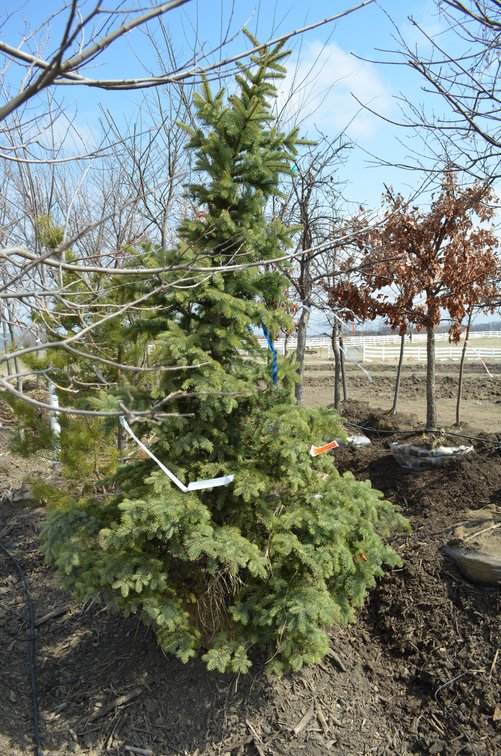 Tree Company Surplus to Ongoing Operations 138937