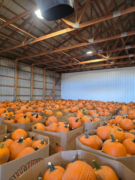 Pumpkin Harvest Auction: Bins & Semi Loads