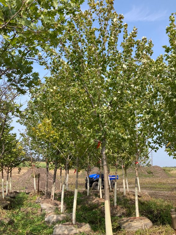 Metro West Fall Tree Retirement Auction