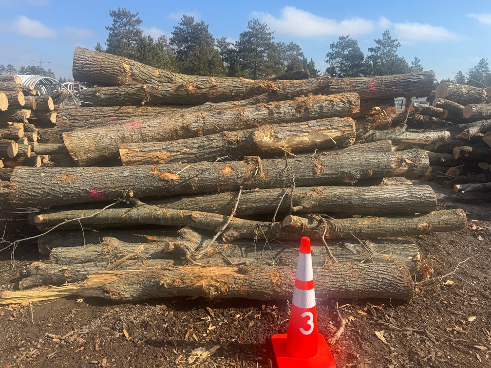 Fire Wood and Lumber Logs (158003)