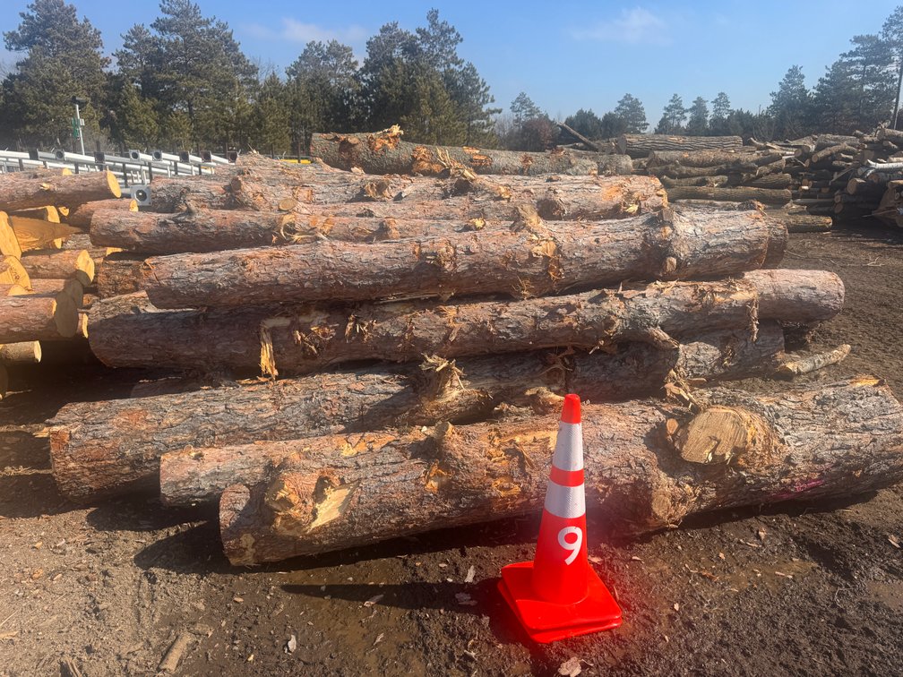 Fire Wood and Lumber Logs (158003)