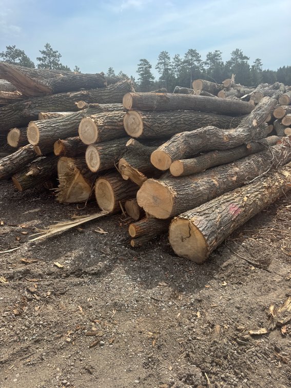Fire Wood and Lumber Logs (159543)